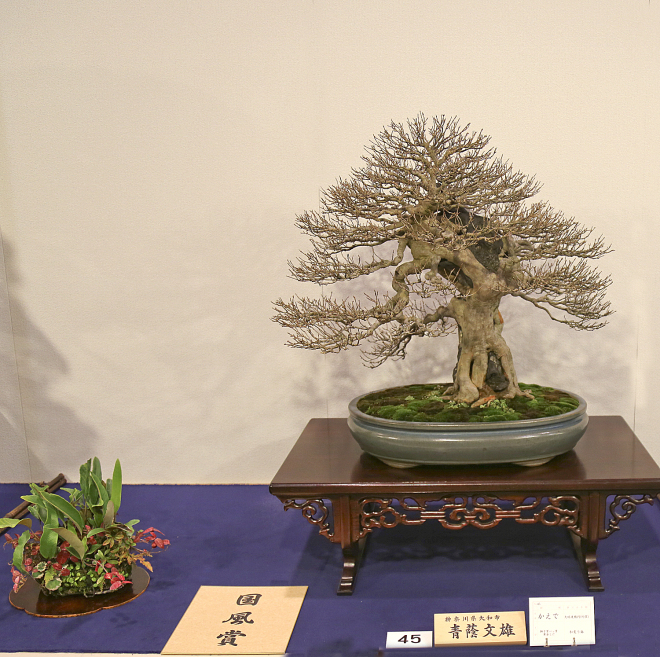 Trident maple award winner at the 90th Kokufu ten, 2016, photo by Larry Ragle