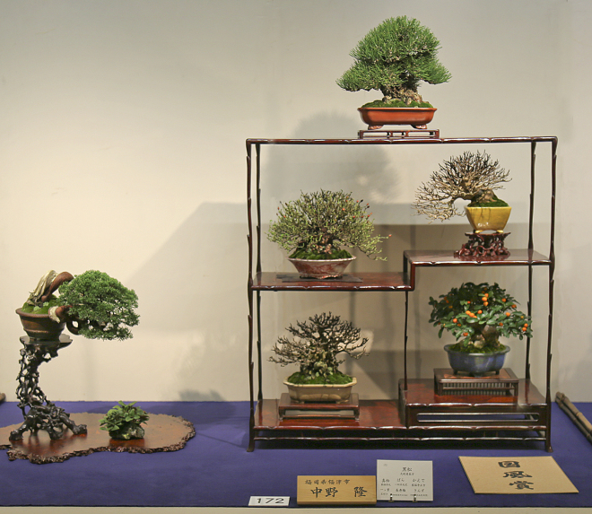 Shohin Bonsai Composition award winner at the 90th Kokufu ten, 2016, photo by Larry Ragle