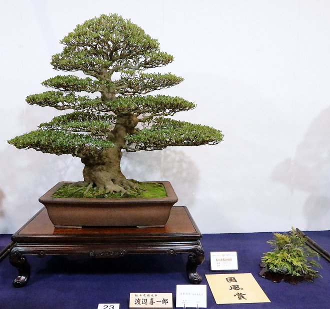 Osakazuki Satsuki Azalea award winner at the 91st Kokufu ten, 2017, photo by Wm. N. Valavanis