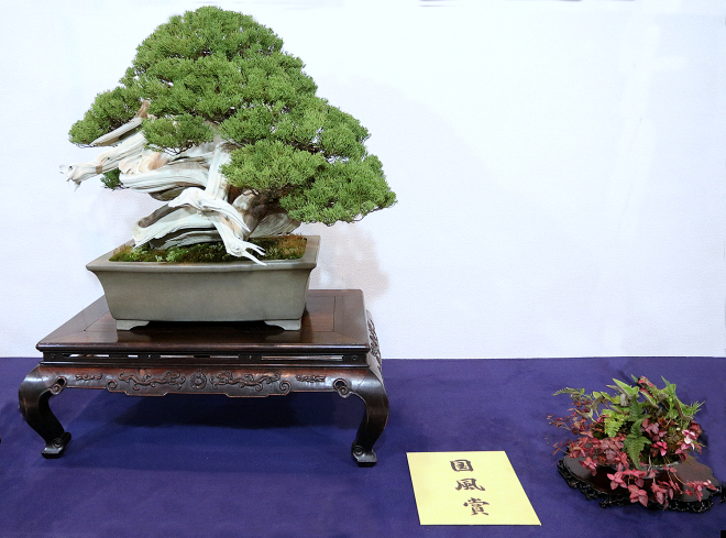 Sargent Juniper award winner at the 92nd Kokufu ten, 2018, photo by Wm. N. Valavanis