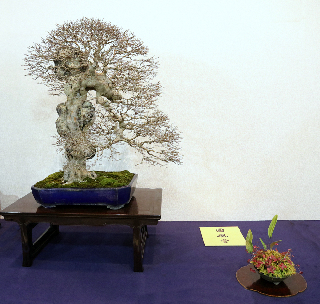 Trident Maple award winner at the 92nd Kokufu ten, 2018, photo by Wm. N. Valavanis