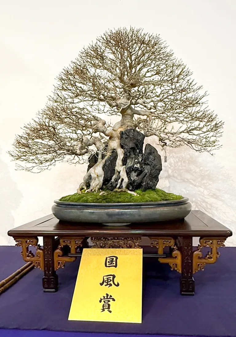 Trident maple award winner at the 99th Kokufu ten, 2025, photo by Bill Valavanis