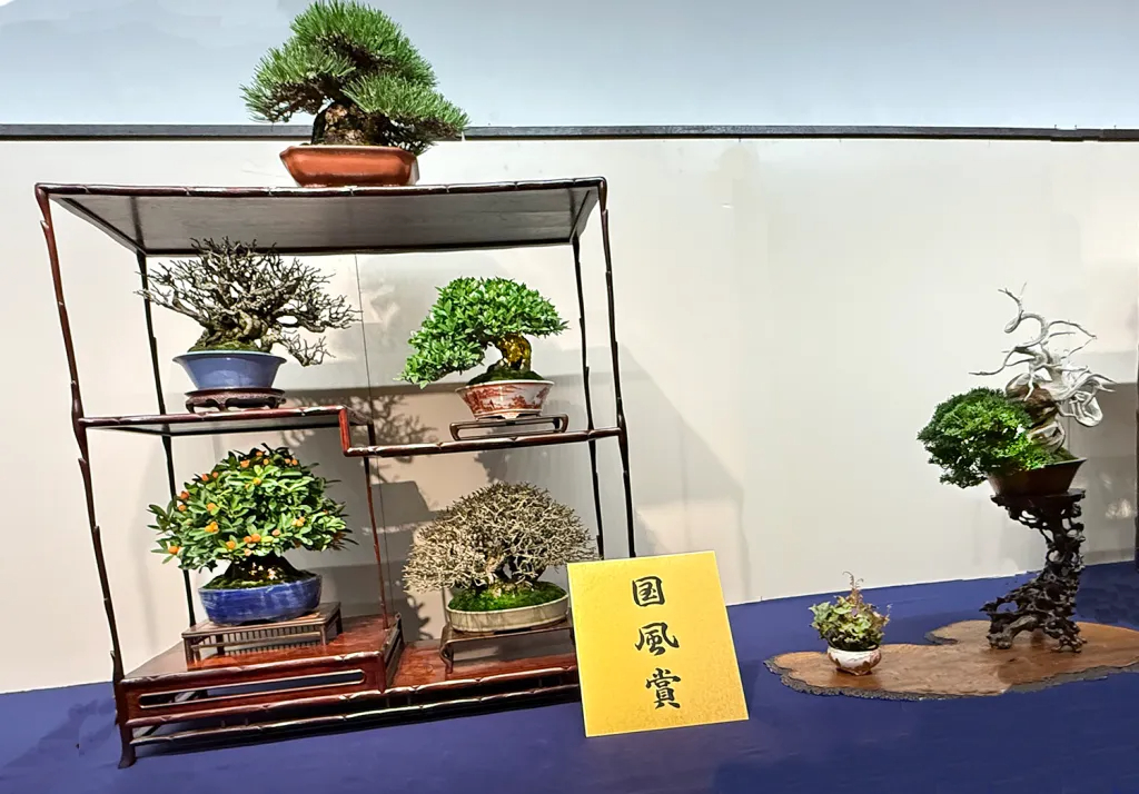 Shohin Bonsai Composition award winner at the 99th Kokufu ten, 2025, photo by Bill Valavanis