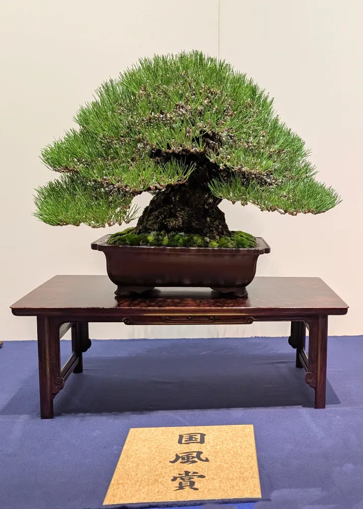 Pine award winner at the 99th Kokufu ten, 2025, photo by Julian Adams