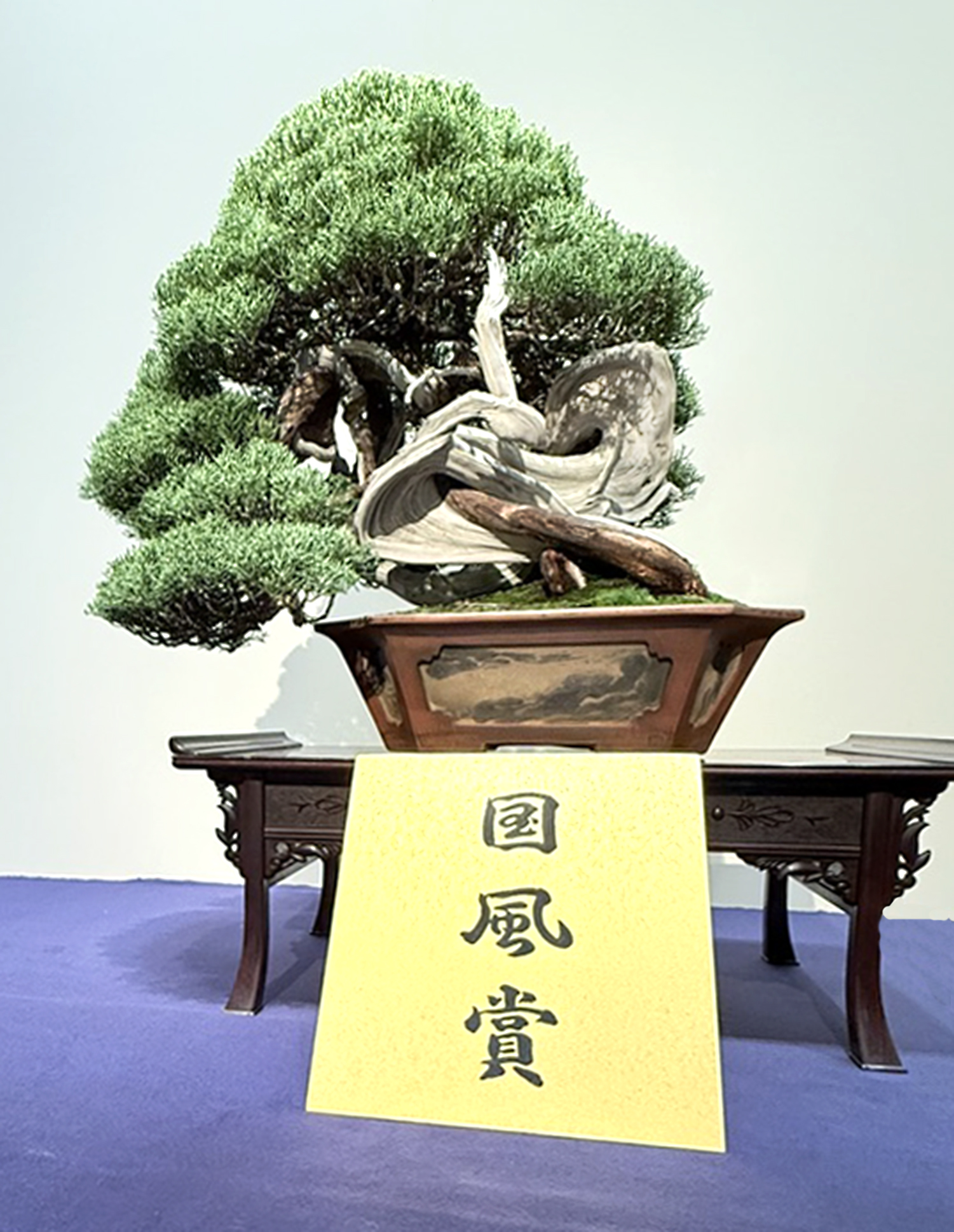 Juniper award winner at the 99th Kokufu ten, 2025, photo by Bill Valavanis